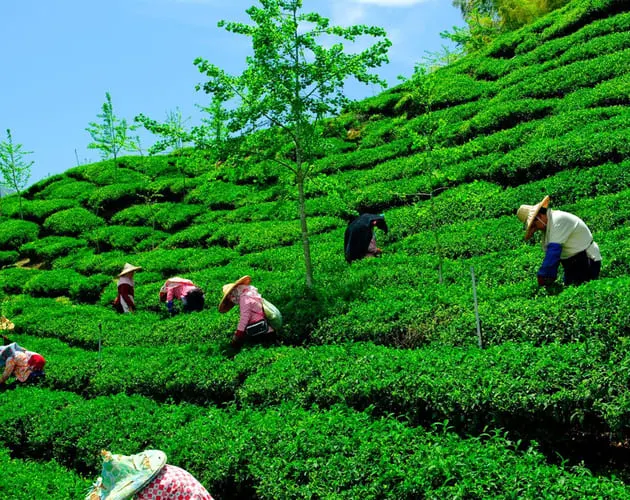 Darjeeling & Sikkim gallery 5